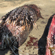 Illustration for article titled This Python Ate a Porcupine, Which Turned Out to Be a Bad Idea